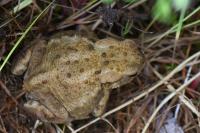 Bufo bufo