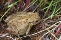Bufo bufo