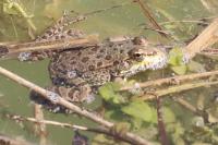 Pelophylax kl. esculentus