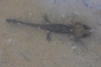 Salamandra salamandra