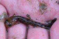 Salamandra salamandra