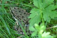 Pelophylax kl. esculentus