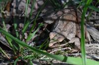 Rana dalmatina