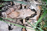 Rana dalmatina