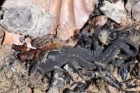 Ichthyosaura alpestris