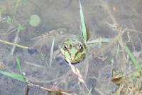 Pelophylax kl. esculentus