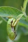 Hyla arborea
