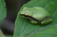 Hyla arborea