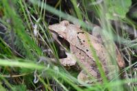 Rana dalmatina