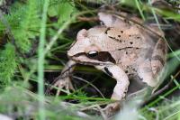 Rana dalmatina