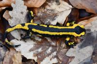 Salamandra salamandra