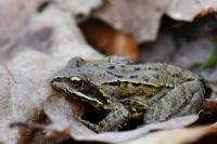 Rana temporaria