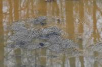 Rana temporaria