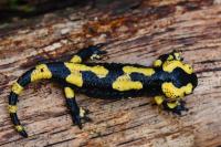 Salamandra salamandra