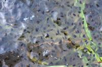 Rana temporaria