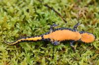 Ichthyosaura alpestris