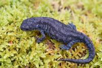 Ichthyosaura alpestris