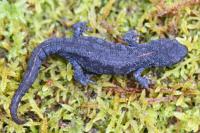 Ichthyosaura alpestris