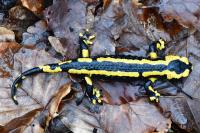 Salamandra salamandra