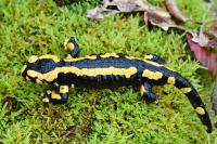 Salamandra salamandra