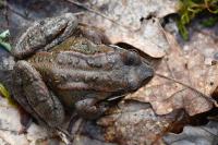 Rana temporaria