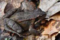 Rana temporaria