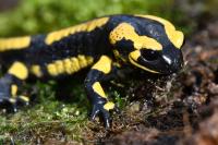 Salamandra salamandra