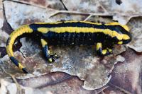 Salamandra salamandra