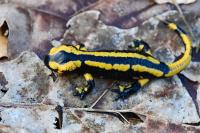 Salamandra salamandra