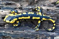 Salamandra salamandra