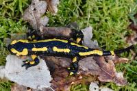 Salamandra salamandra