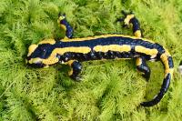 Salamandra salamandra