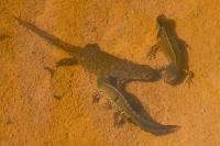 Ichthyosaura alpestris