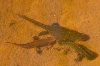 Ichthyosaura alpestris