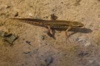 Lissotriton helveticus