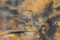 Lissotriton helveticus