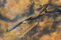 Lissotriton helveticus