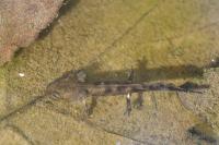 Salamandra salamandra