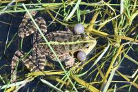 Pelophylax ridibundus