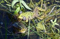 Pelophylax ridibundus