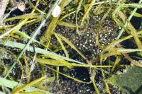 Pelophylax ridibundus