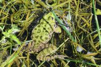 Pelophylax ridibundus