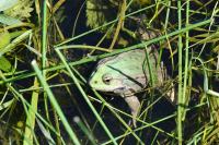 Pelophylax ridibundus