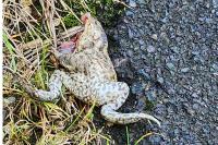 Bufo
