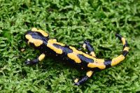 Salamandra salamandra