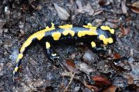 Salamandra salamandra