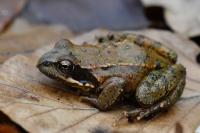 Rana temporaria