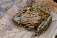 Rana temporaria