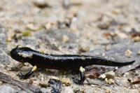 Salamandra salamandra