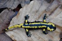 Salamandra salamandra